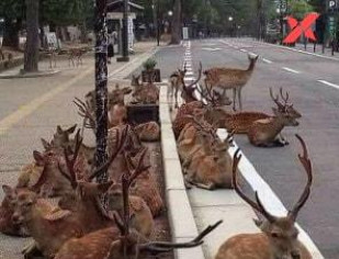 False claim on the viral ‘Herd of deer on Ooty-Coimbatore road’ photograph