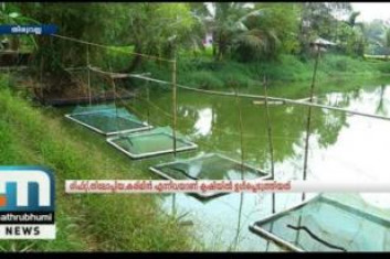 Cage Culture Of Madhusoodhana Panicker Ready For Harvest