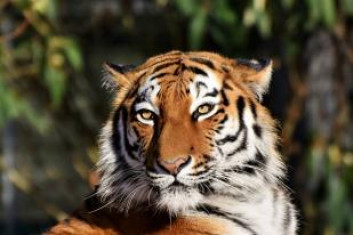 Zoos in Telangana asked to be high alert after tiger tests positive for COVID 19