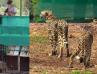 Prime Minister Asks Citizen To Suggest Names For The Cheetahs; Says It Should Be Close To Indian Culture