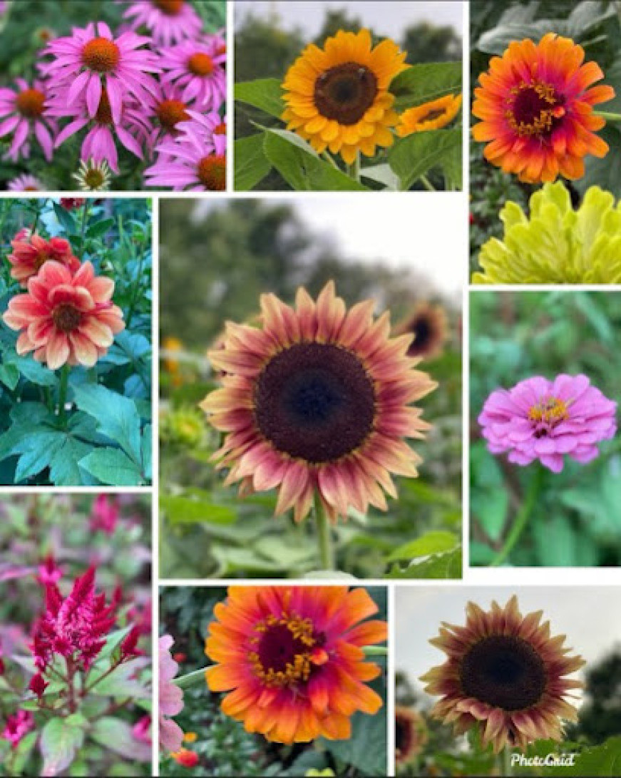 The Laughing Crow Flower Farm